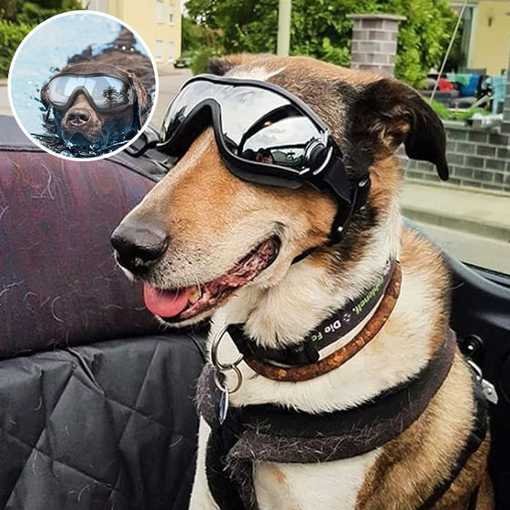 Outdoor-Hundebrille