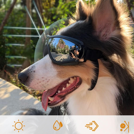 Outdoor-Hundebrille