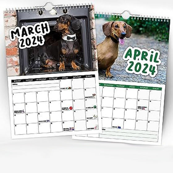 Freche Dachshunde - Wandkalender 2024