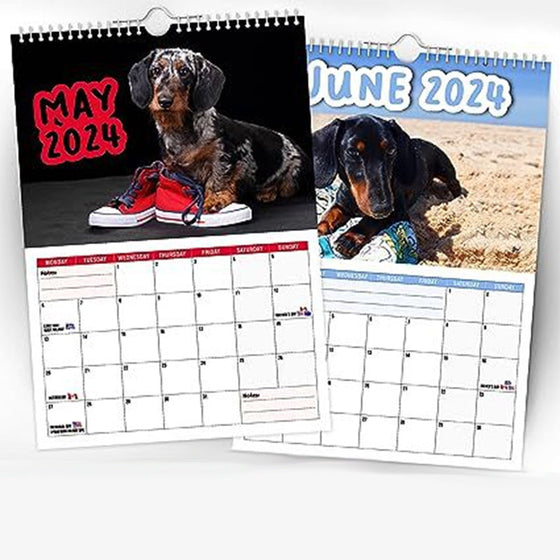 Freche Dachshunde - Wandkalender 2024