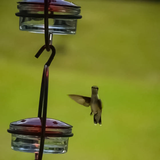 Einfacher Kolibri-Wasserspender aus Metall