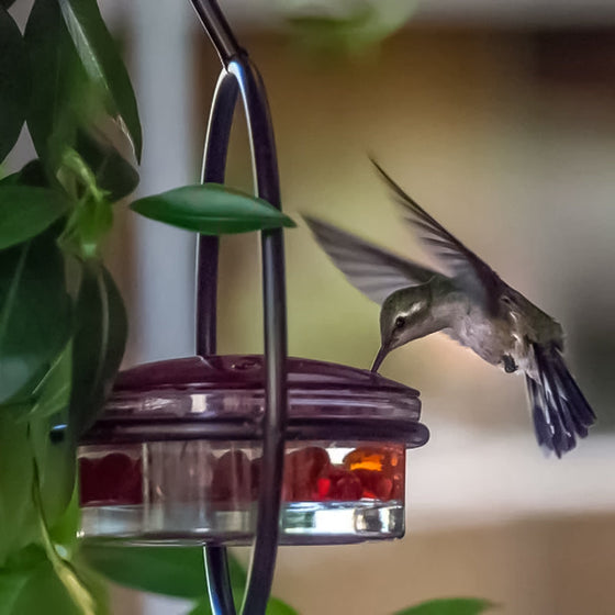 Einfacher Kolibri-Wasserspender aus Metall